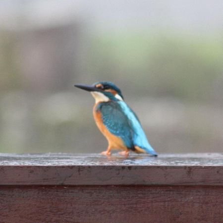 River Cottage Balledent エクステリア 写真