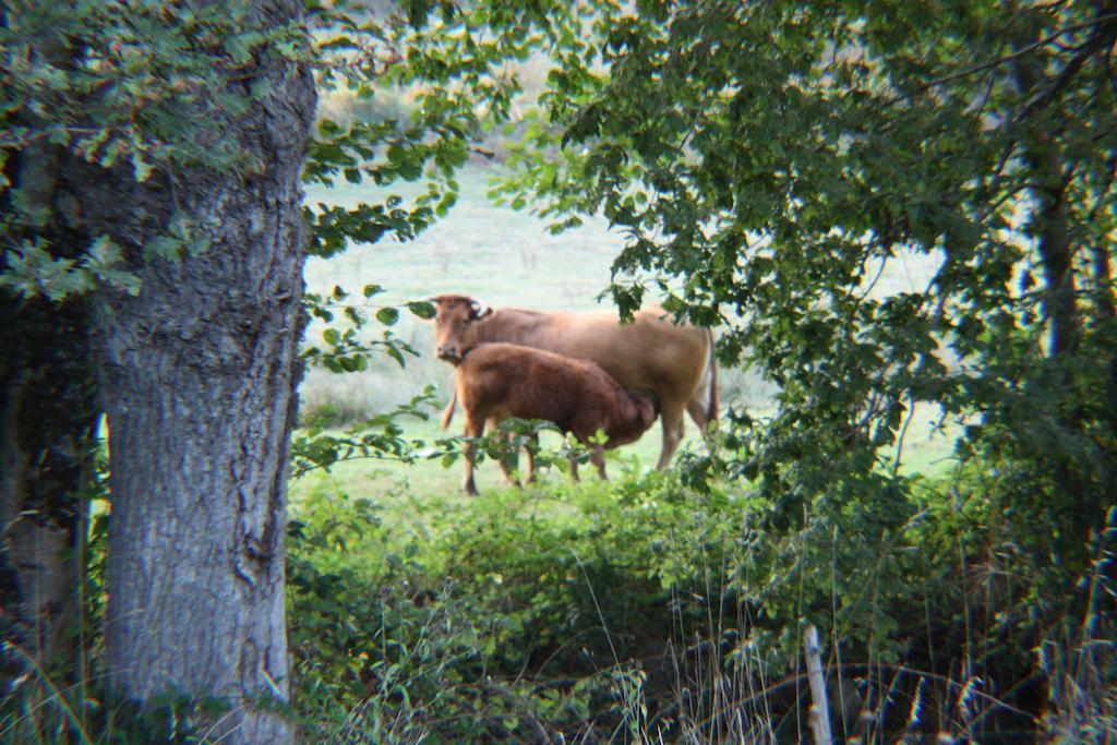 River Cottage Balledent 部屋 写真